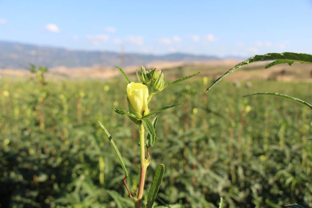Amasya üretiyor, Konya yiyor 7